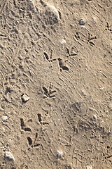 Image showing Birds footprints on sand 