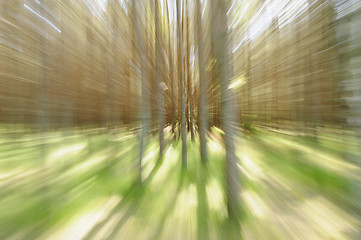 Image showing Trees zoom-in. Movement concept