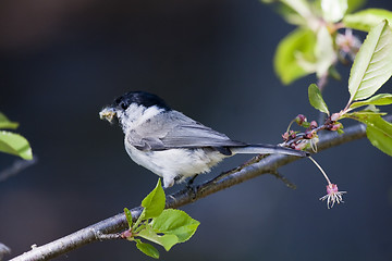 Image showing marsh tit