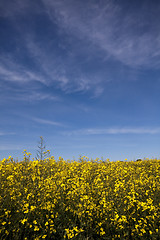 Image showing rape seed field