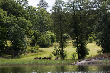 Image showing grazing cows