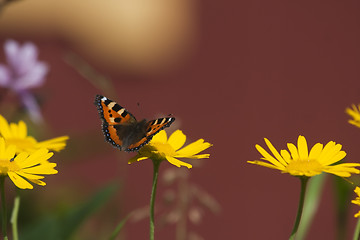 Image showing small tortoiseshell