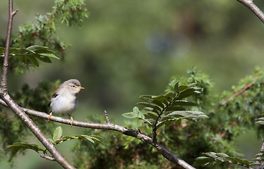 Image showing leaf warbler