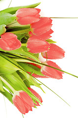 Image showing Spring Tulips