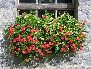 Image showing Geranium flowers