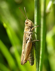 Image showing Grasshopper