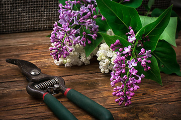 Image showing Bush may lilac 