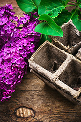 Image showing Bush may lilac and peat pot