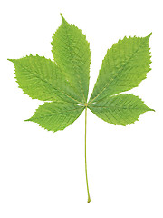 Image showing chestnut leaf