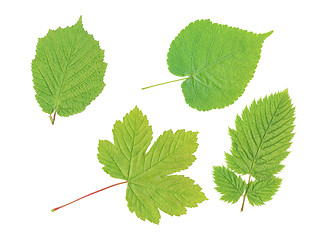 Image showing four leaf