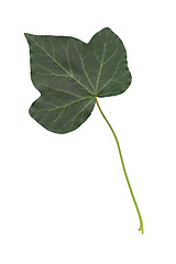 Image showing ivy leaf