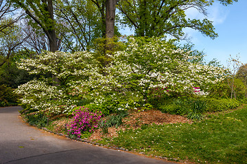 Image showing white flowering tree