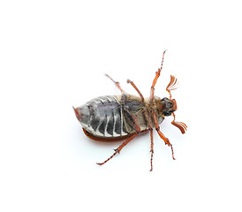 Image showing chafer