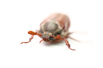 Image showing chafer