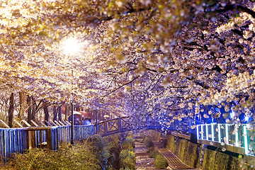 Image showing cherry blossoms at night