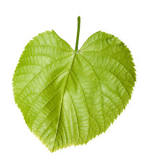 Image showing Green linden-tree leaf