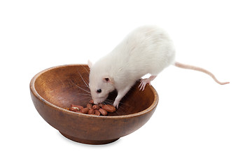 Image showing White rat eating peanuts from wooden plate