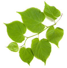 Image showing Green tilia leafs on white background