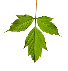 Image showing Green acer negundo leaf