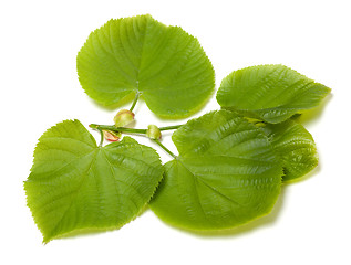 Image showing Green linden-tree leafs on white background