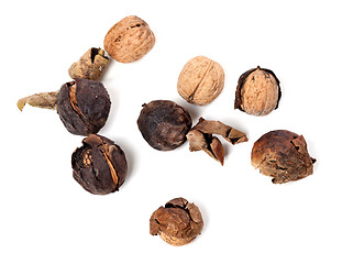 Image showing Crude walnuts