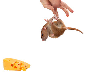 Image showing Fancy rat hang on hand and looking at piece of cheese