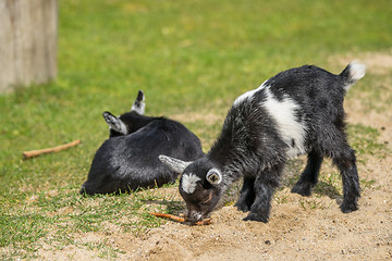 Image showing Goat kids on a meadow