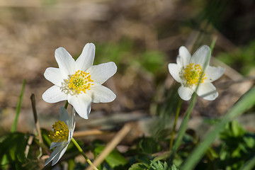 Image showing Anemone flowers close-up in the grass