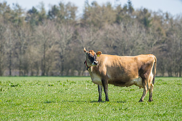 Image showing Jersey cow standing on a field