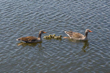 Image showing Geese with cute goslings