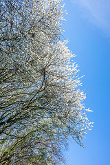 Image showing Prunus Cerasifera tree in april