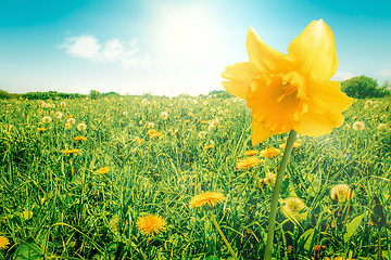 Image showing Daffodil on a meadow