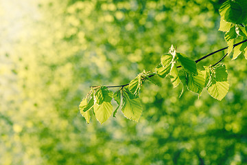 Image showing Beech leaves in the spring