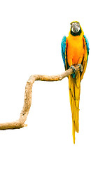 Image showing Macaw parrot on a twig