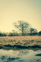 Image showing Lonely tree by the water