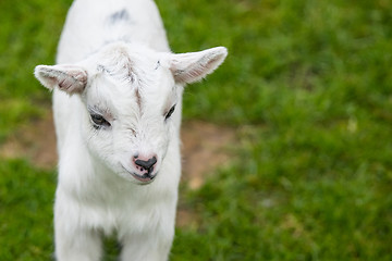 Image showing Goat kid on green grass