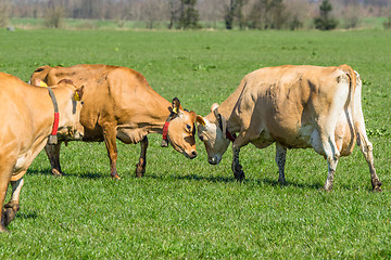 Image showing Jersey cattle on a field