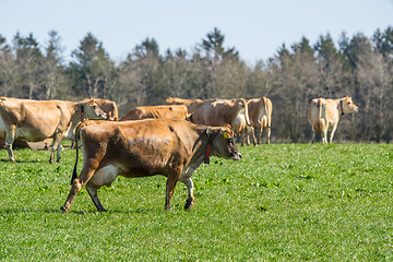 Image showing Jersey cattle on grass in the springtime