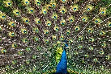 Image showing Peacock illustration with beautiful feather