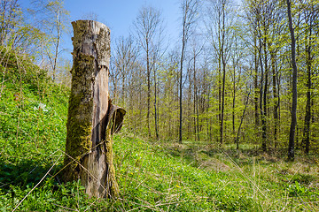 Image showing Wood log in a forest