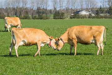 Image showing Jersey cows head to head