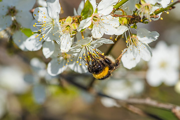 Image showing Bumblebee on a white flower