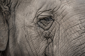 Image showing Elephant eye close-up