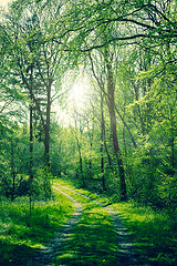 Image showing Green forest with sunshine