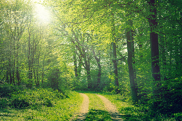 Image showing Forest in the springtime