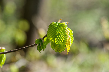 Image showing Beech leaf on a twig