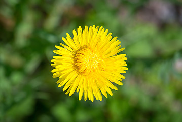 Image showing Dandelion flower close-up in yellow