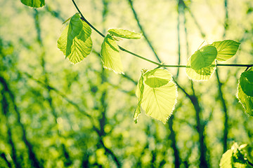 Image showing Springtime nature with beech leaves