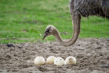 Image showing Ostrich protecting the eggs