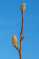 Image showing Spring bud on magnolia tree